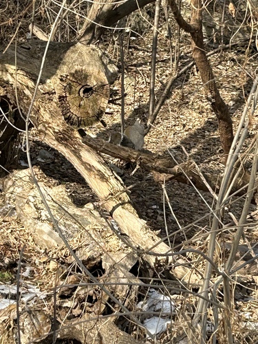 Eastern Gray Squirrel