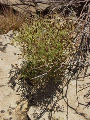 Phagnalon umbelliforme image