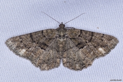 Peribatodes ilicaria