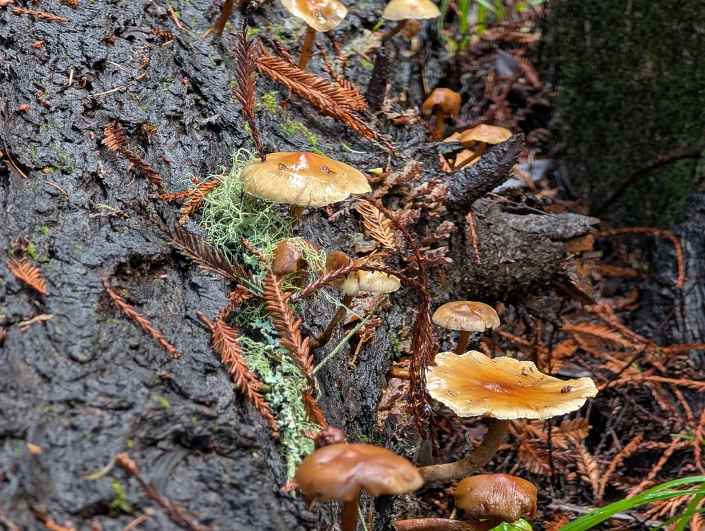 Hypholoma capnoides · December 2025 · photo: © connorsb (iNaturalist, cc0)