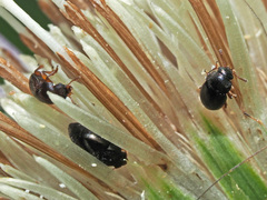 Brachypterus urticae