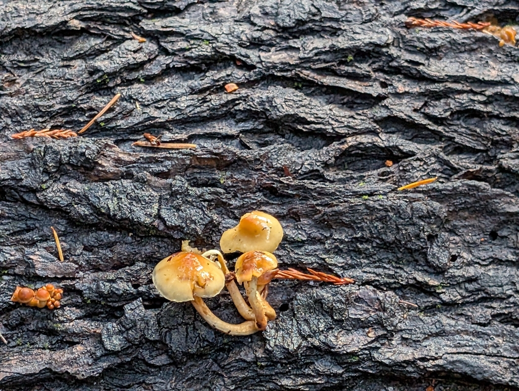 Hypholoma capnoides · December 2025 · photo: © connorsb (iNaturalist, cc0)