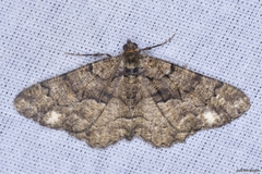 Peribatodes ilicaria