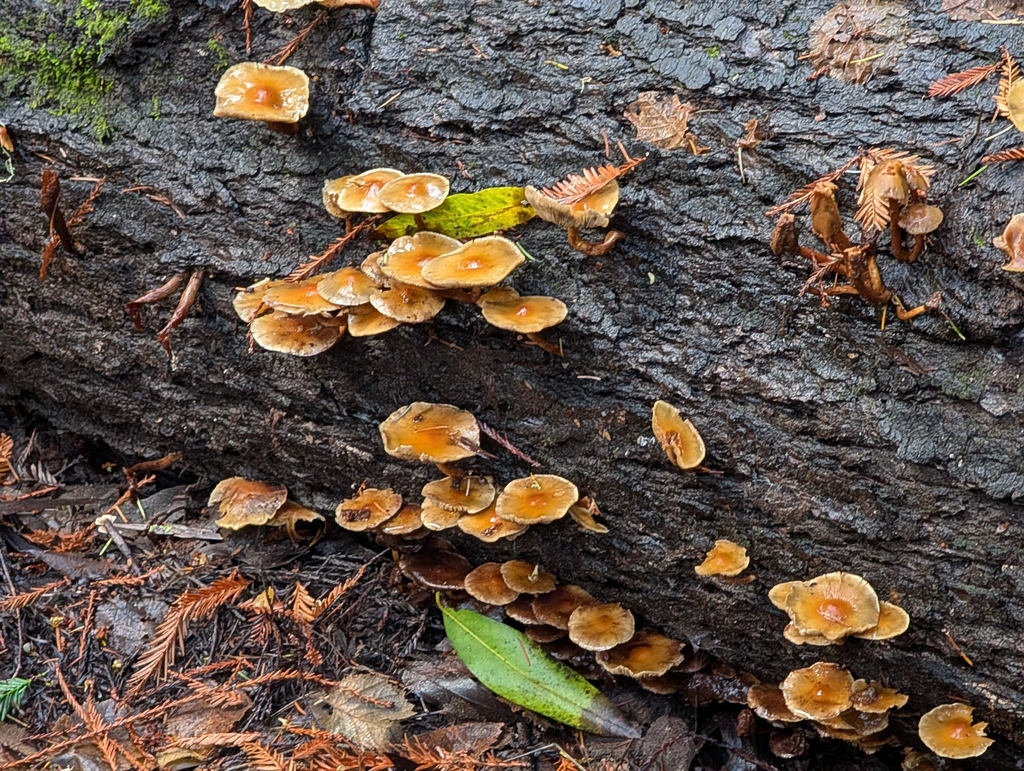 Hypholoma capnoides · December 2025 · photo: © connorsb (iNaturalist, cc0)