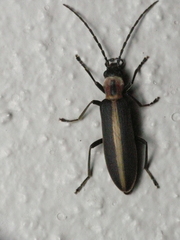 Oxycopis mimetica