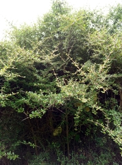 Coprosma propinqua propinqua