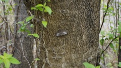 Hamadryas amphichloe