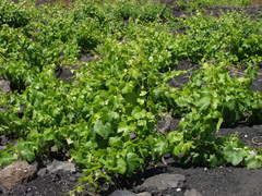 Vitis vinifera vinifera