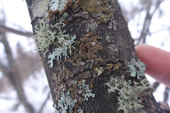 Melanohalea septentrionalis