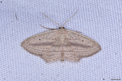 Scopula emutaria