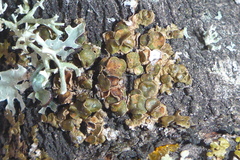 Melanohalea septentrionalis