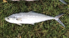 Scomberoides lysan
