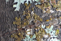 Melanohalea septentrionalis