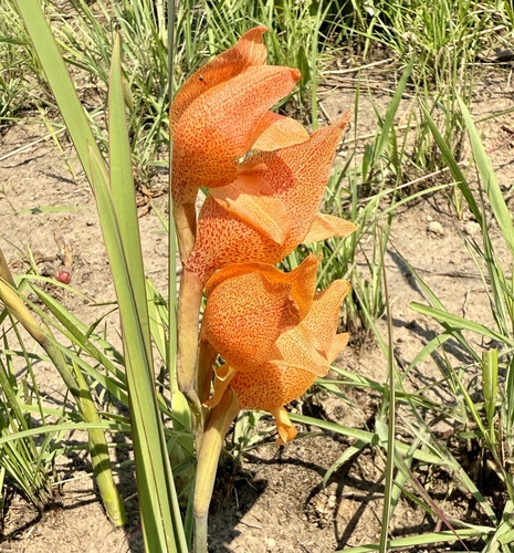 Dragon's-head Lily
