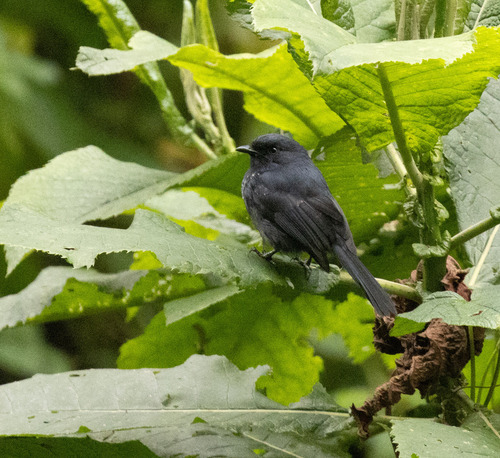 Yellow-eyed Black Flycatcher (Melaenornis ardesiacus), photo 10