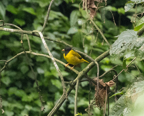 Oriole Finch (Linurgus olivaceus), photo 5