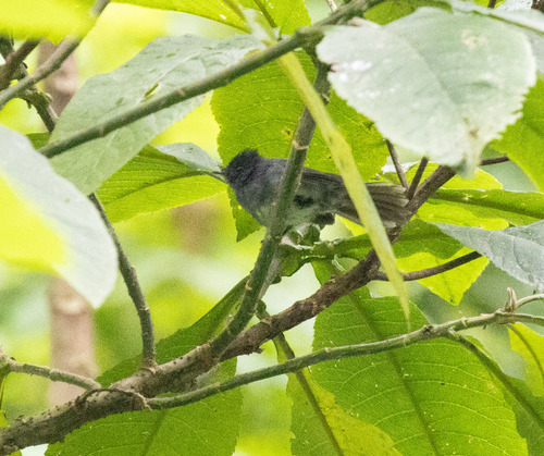 White-bellied Crested Flycatcher (Elminia albiventris), photo 4