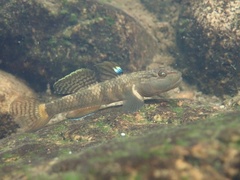 Rhinogobius leavelli