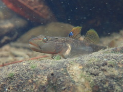 Rhinogobius leavelli
