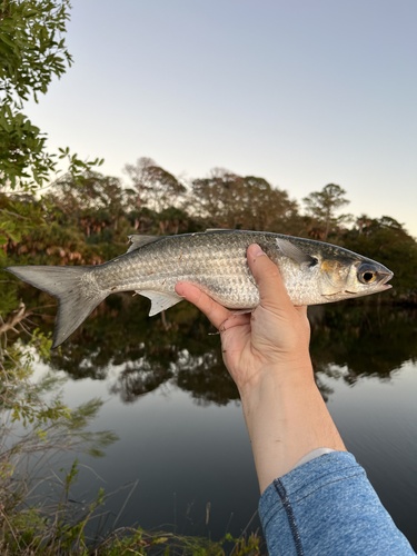 Mugil cephalus