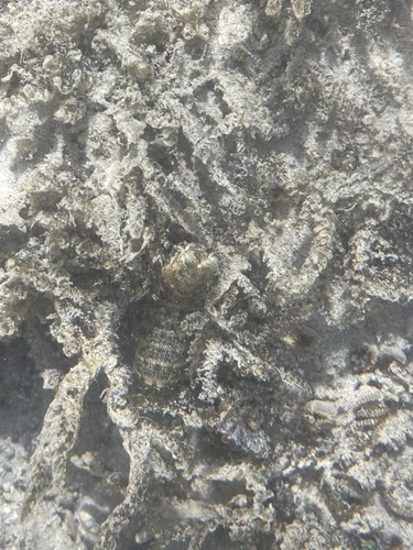 Pseudosquilla observed 2025-12-24