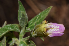 Justicia salviiflora