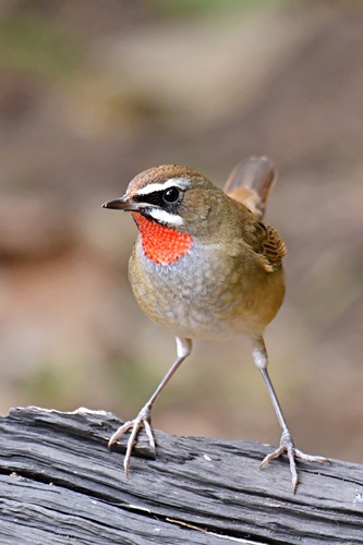 Siberian Rubythroat