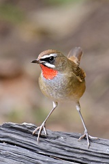 Siberian Rubythroat photo 3