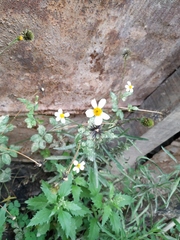 Bidens alba