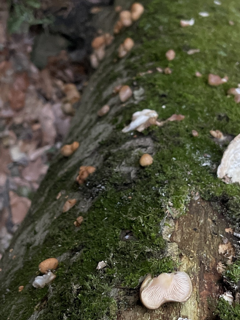 Sarcomyxa serotina · December 2025 · photo: © peterboyer (iNaturalist, cc-by)