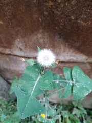 Sonchus oleraceus