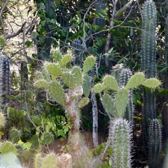 Opuntia caracassana