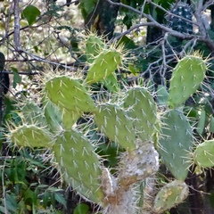 Opuntia caracassana