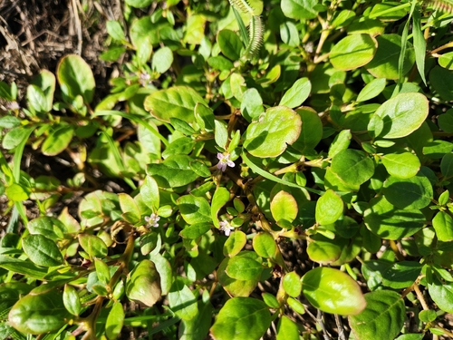 Trianthema portulacastrum observed 2025-12-24