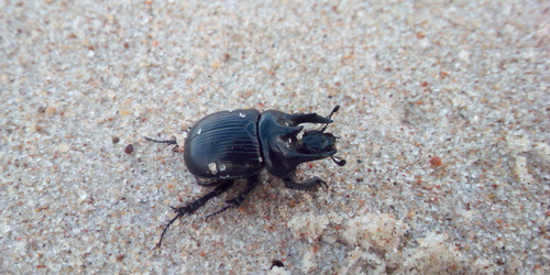 Minotaur Beetle photographed in Lithuania