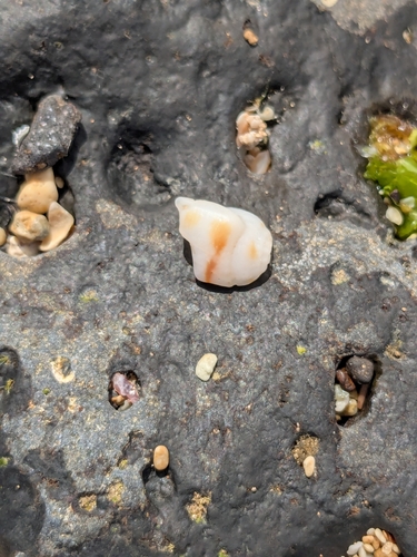 Maculastrombus maculatus observed 2025-12-24