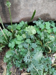 Lepidium