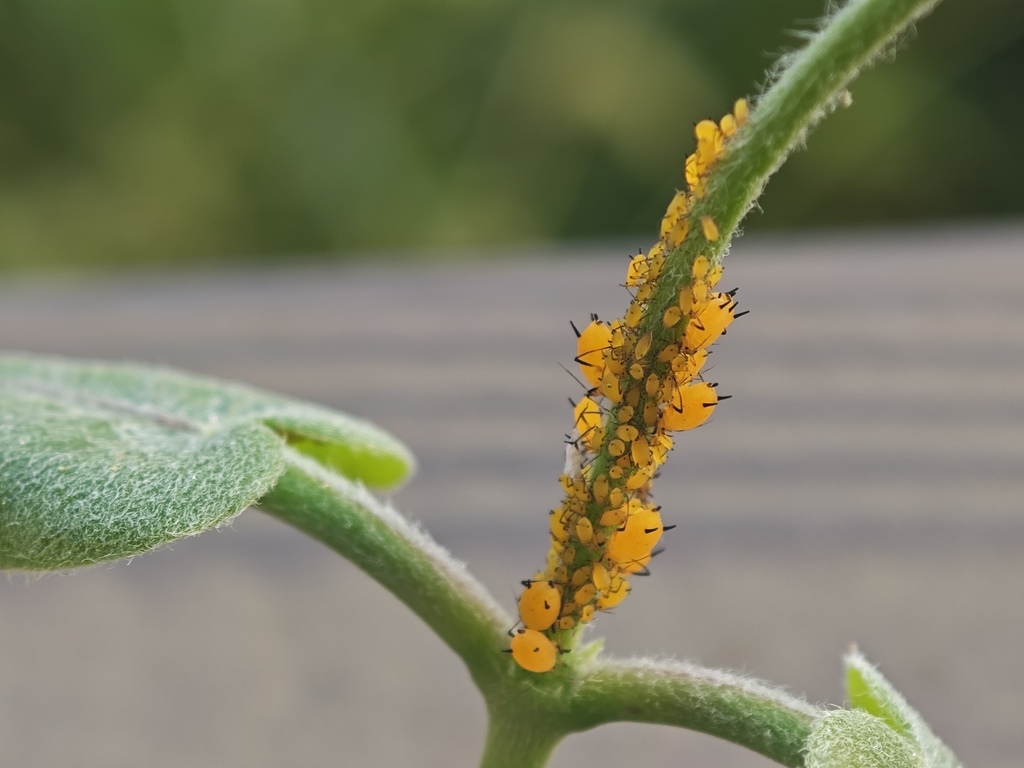 Quicksilver Insect Oleander Aphid from 中国上海市青浦区大莲湖 邮政编码: 201722 on October 2, 2024 at 04: ...