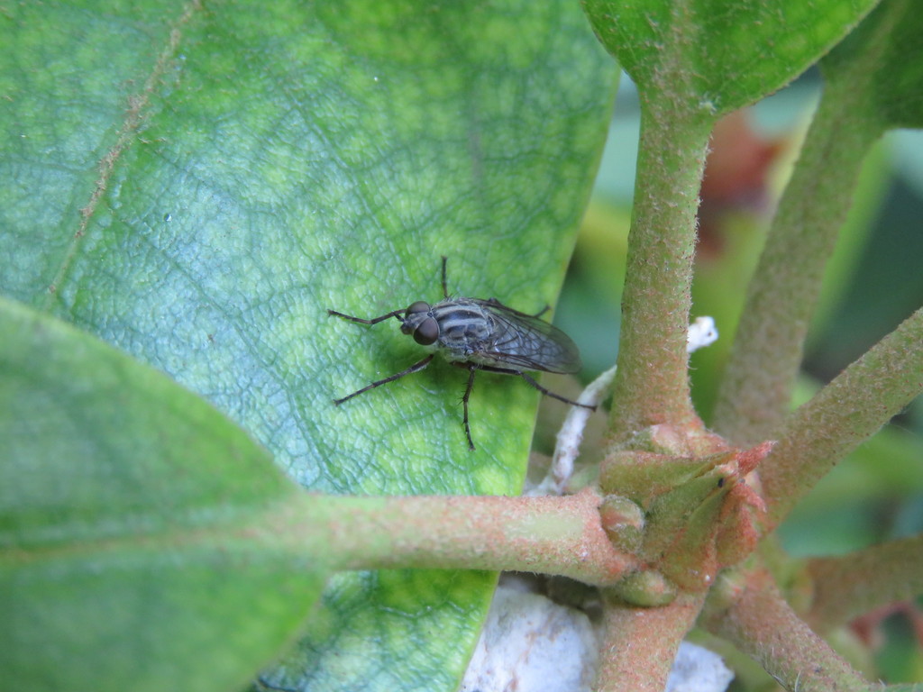 Peralia vittata