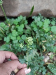 Lepidium