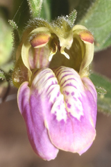 Justicia salviiflora