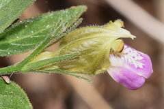 Justicia salviiflora