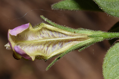 Justicia salviiflora