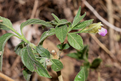 Justicia salviiflora