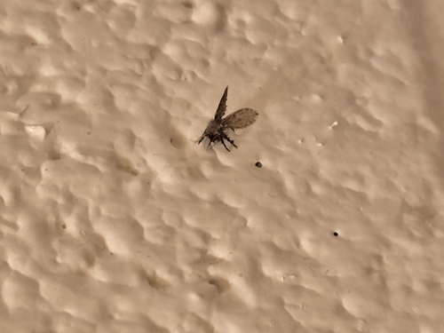 Unknown species found near Watts Hall, State College, PA 16801, USA