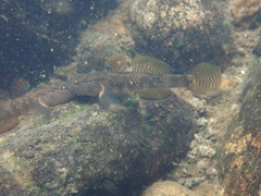 Rhinogobius leavelli