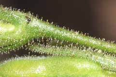 Justicia salviiflora