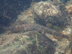 Rhinogobius leavelli
