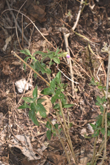 Justicia salviiflora