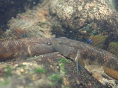 Rhinogobius leavelli